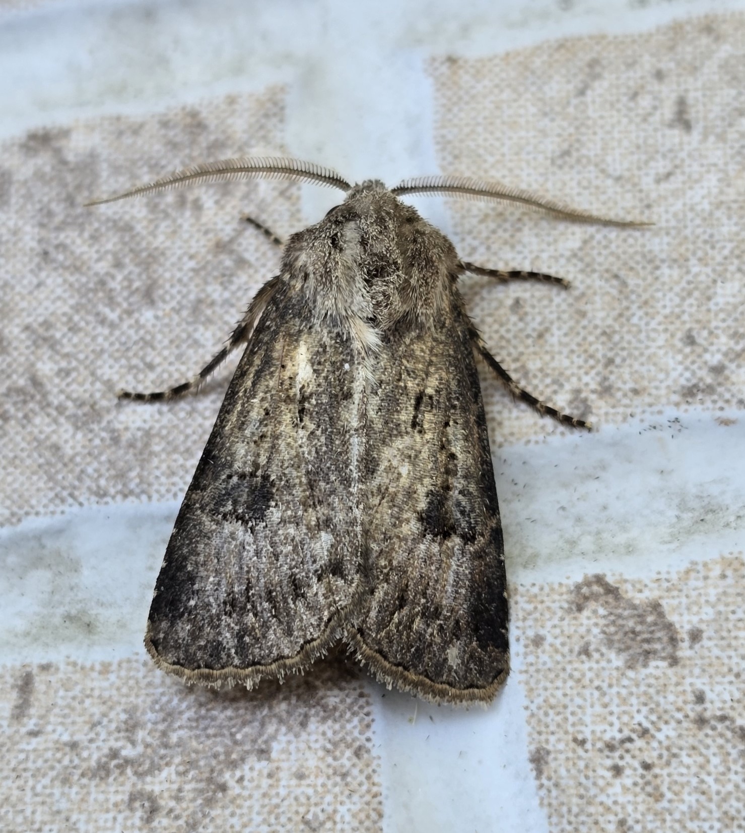 Photo of Great Dart (Agrotis bigramma)